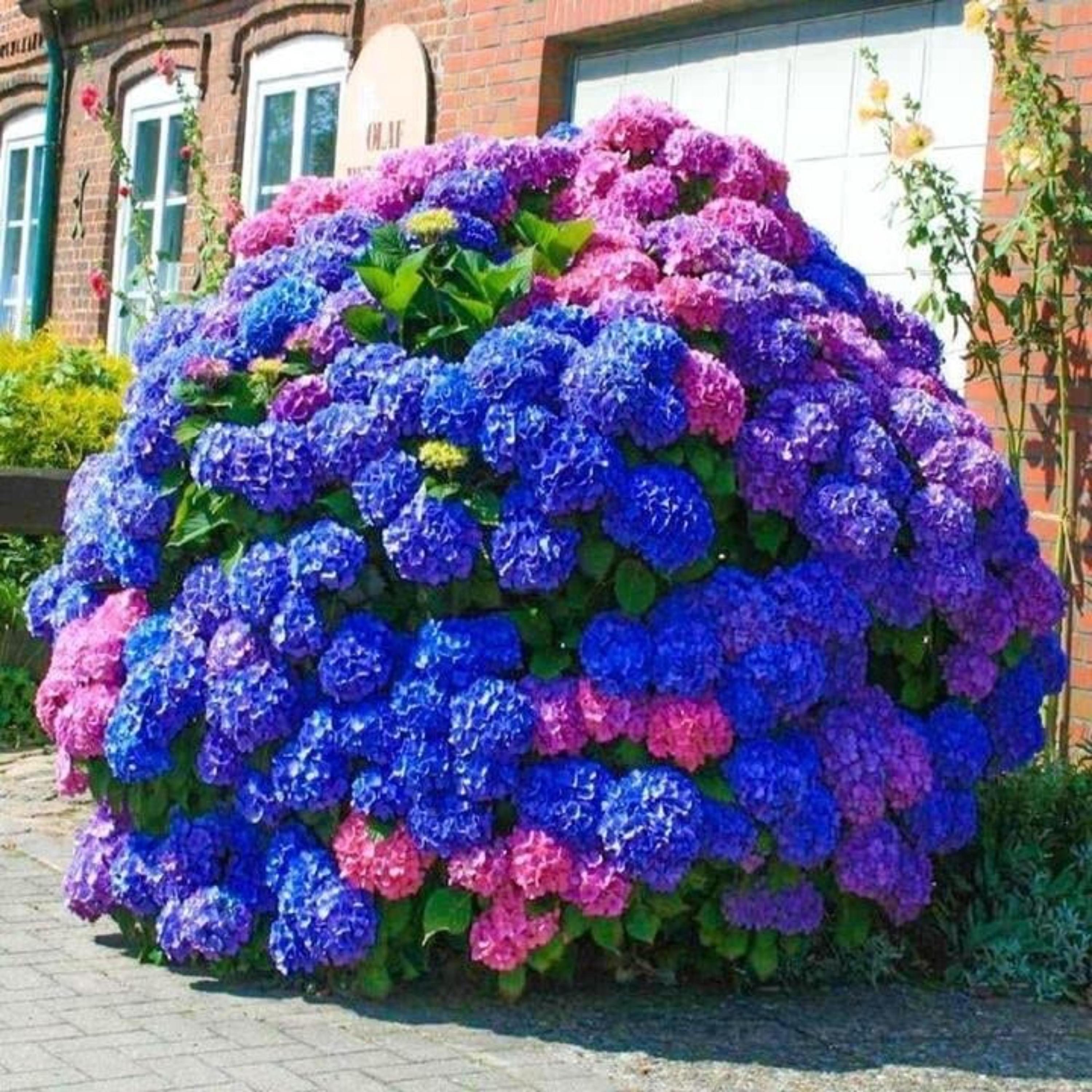 Blue Pink Purple Hydrangea Seeds – Easy Grow Perennial Flowers
