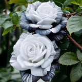 Mixed Rare Rose Seeds Hybrid Rose Perennial Shrub  Non-GMO Heirloom