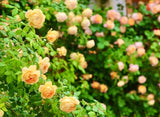 Orange Climbing Rose Seeds | Rare Heirloom Garden Plant