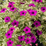 Variegated Pink Petunias Live Plants – 4 Inch Outdoor Annual Flowers
