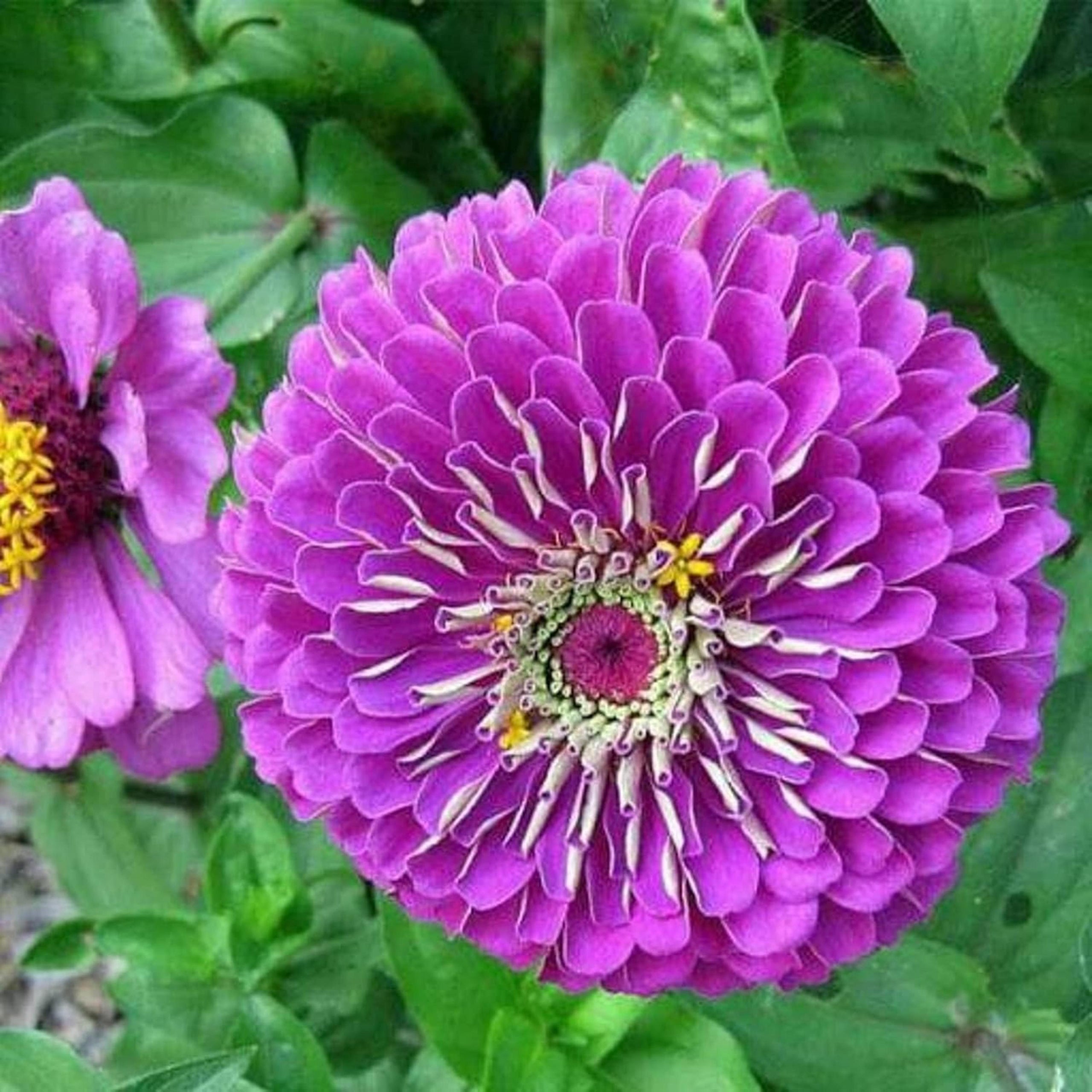 Purple Prince Zinnia Seeds – Non-GMO Heirloom Flowers