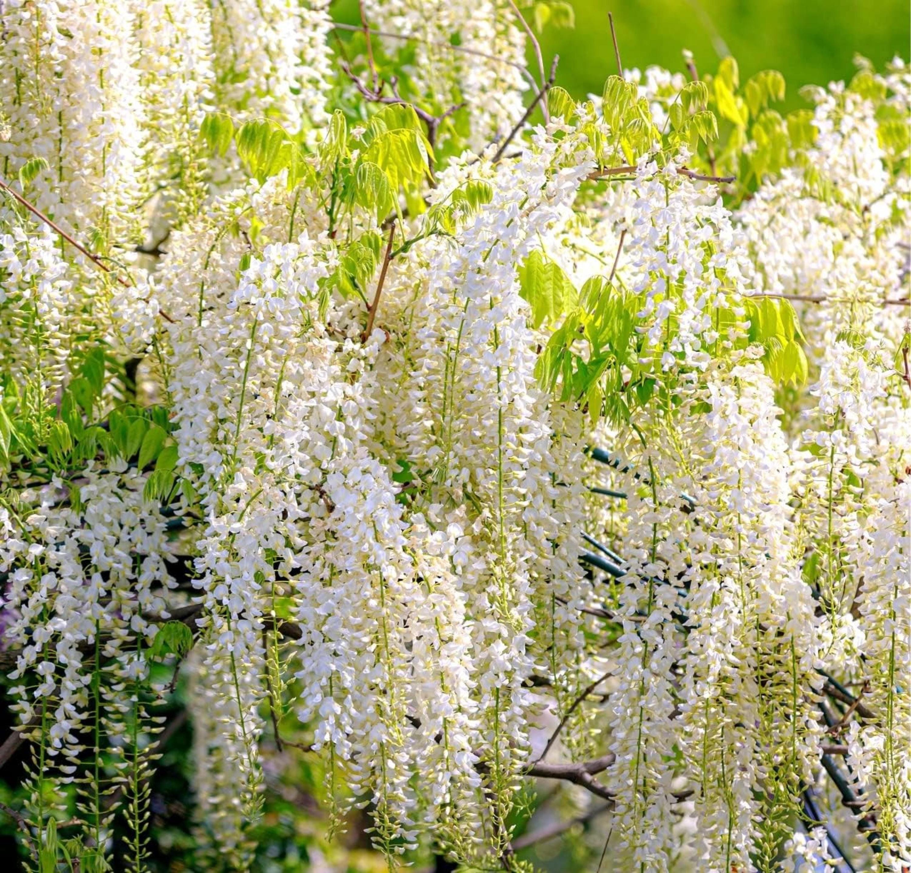 White Wisteria Bonsai Tree Seeds for Planting