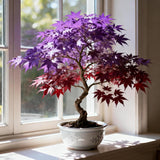 Purple Maple Tree Seeds – Rare Acer Palmatum Heirloom