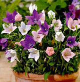 Balloon Flower Mix Seeds – Platycodon Perennial Garden Flowers