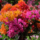 Trailing Bougainvillea Live Plant for Hanging Baskets & Containers