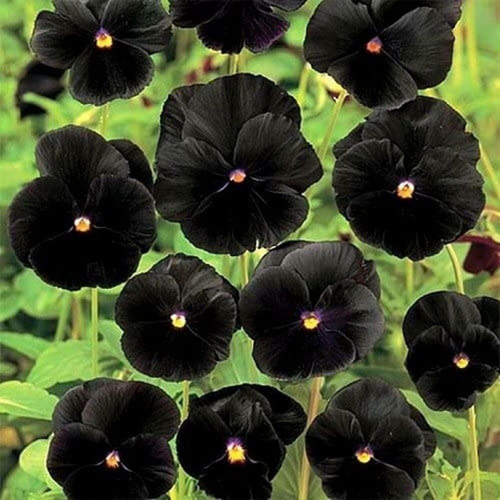 Unique Black Pansy Seeds – Long Flowering Viola Plants