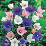 Balloon Flower Mix Seeds – Platycodon Perennial Garden Flowers