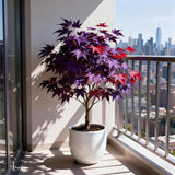 Purple Maple Tree Seeds – Rare Acer Palmatum Heirloom