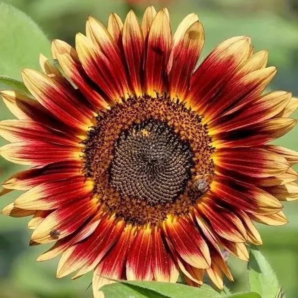 Blanket Sunflower Seeds Heirloom Open-Pollinated  Vibrant Garden Flowers