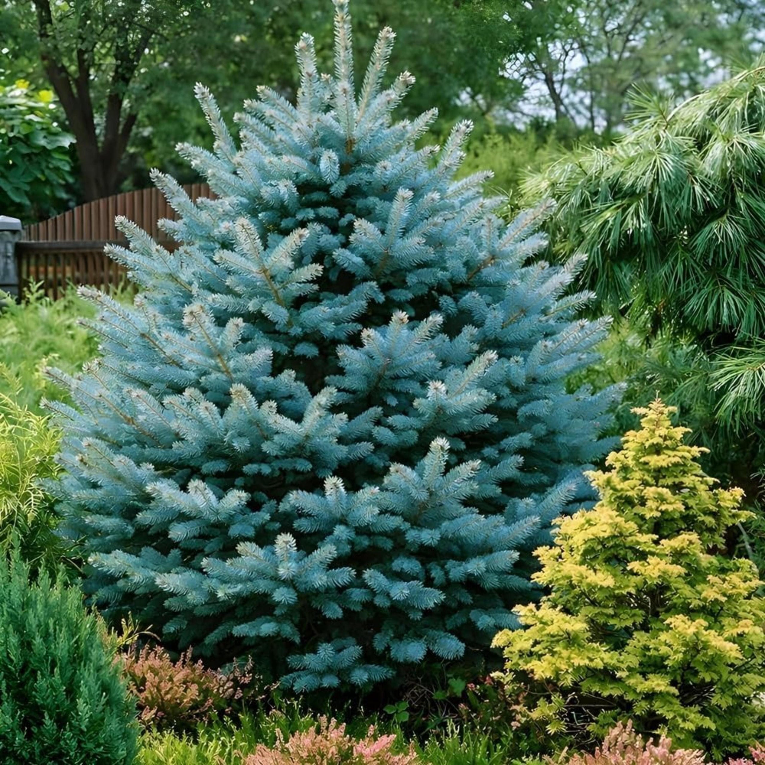 Blue Spruce Seeds | Picea Pungens Colorado Spruce Tree