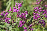Ironweed Vernonia Fasciculata Seeds Perennial Native Flowers for Garden and Pollinators