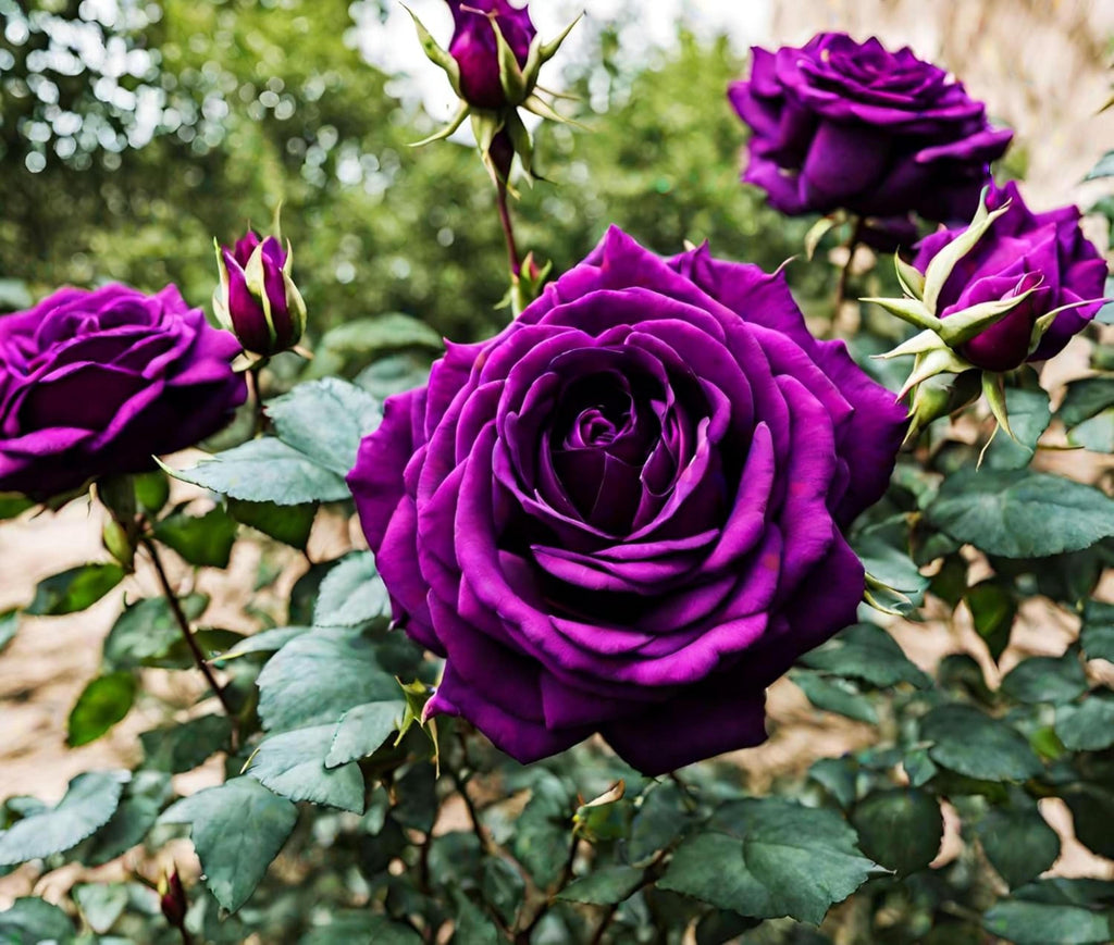 Bonsai Germany Rare Purple Dragon Rose Seeds
