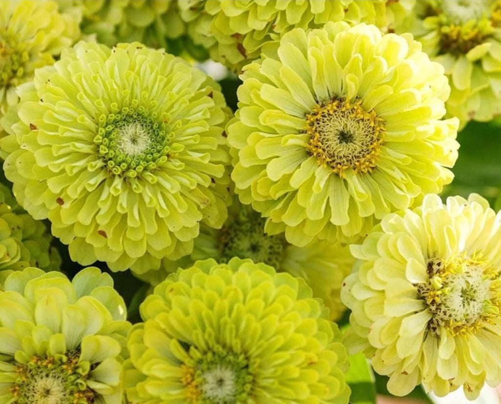 Zinnia Envy Green Seeds – Rare Chartreuse Flowers, Non-GMO, Butterfly Friendly