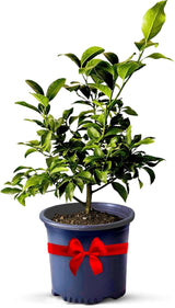 Key Lime Live Tree Indoor Outdoor Potted Fruit Plant 18–22 Inch