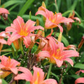 Hall Pink Daylily Bulbs Peach Pink Hardy Perennial