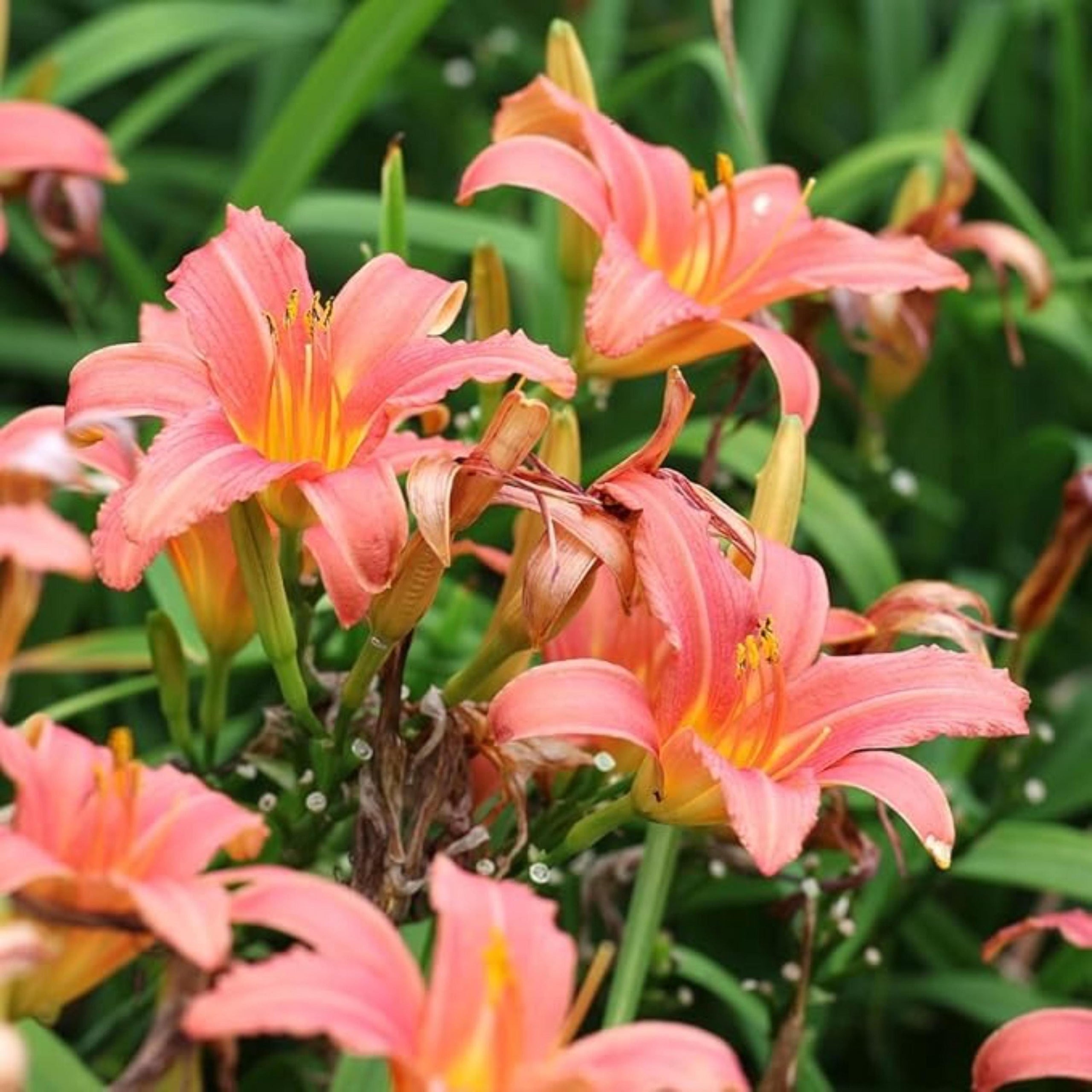 Hall Pink Daylily Bulbs Peach Pink Hardy Perennial