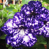 Rare Night Sky Petunia Seeds – Dwarf Wave Petunia Flower Non-GMO Heirloom