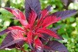 Joseph’s Coat Amaranthus Seeds | Molten Fire Summer Poinsettia