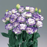 Lisianthus Flower Seeds | Eustoma Double Bloom Heirloom