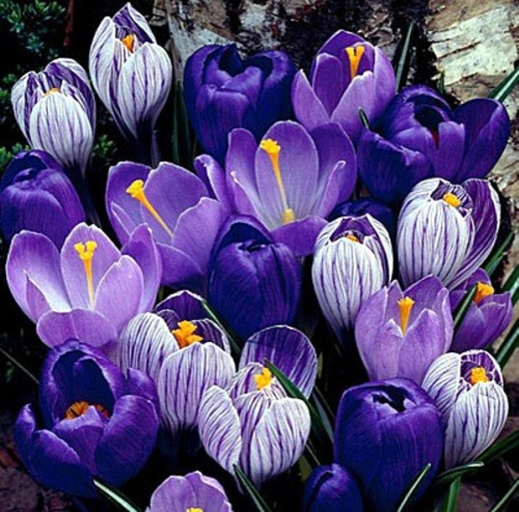 Blue Moon Mix Crocus Bulbs – Blue & Purple Spring Flowers