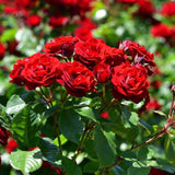 Red Miniature Rose Live Plant | Everblooming Rose