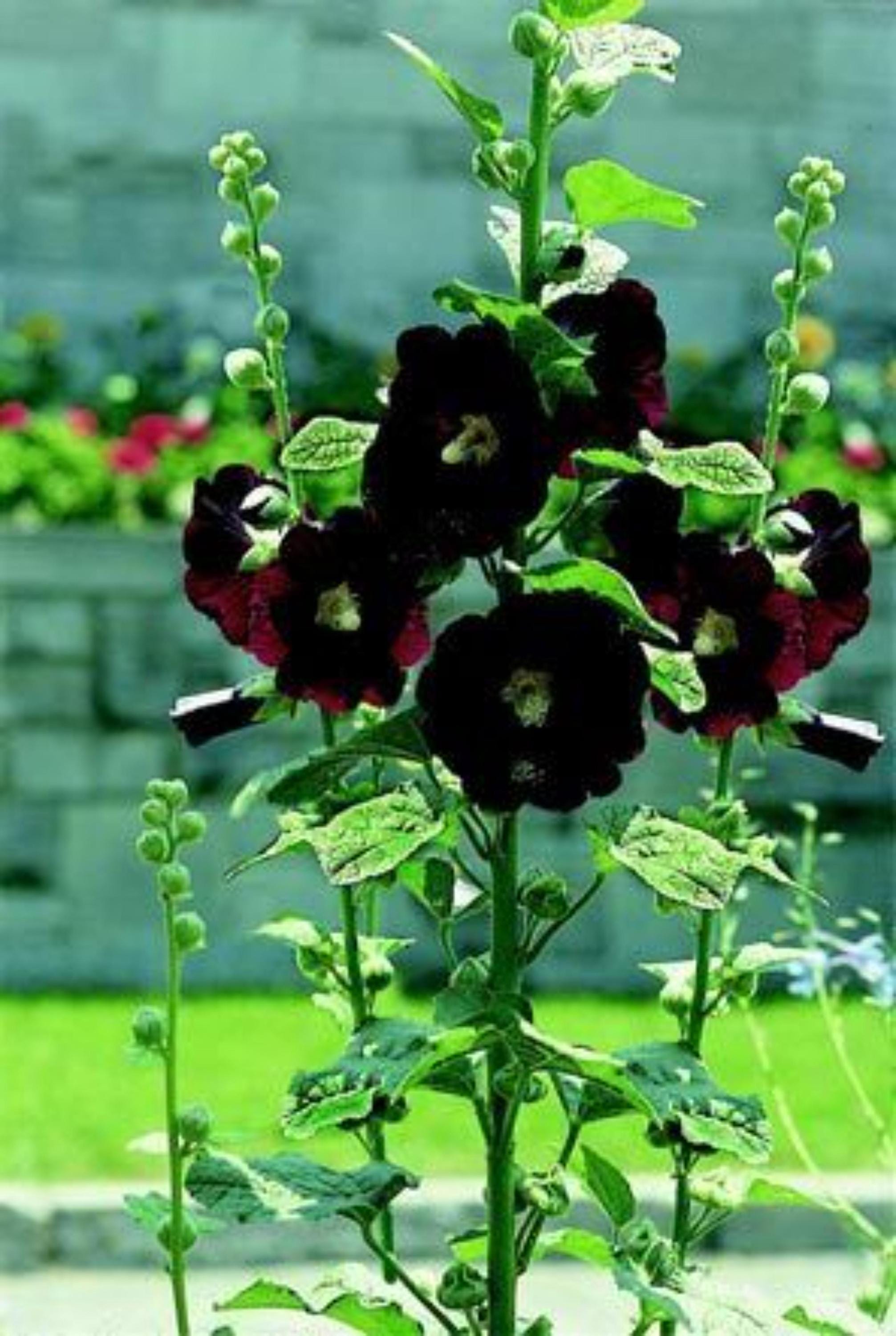 Black Hollyhock ‘Nigra’ Seeds | Perennial Dark Flowers for Garden