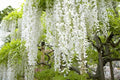 White Wisteria Bonsai Tree Seeds for Planting
