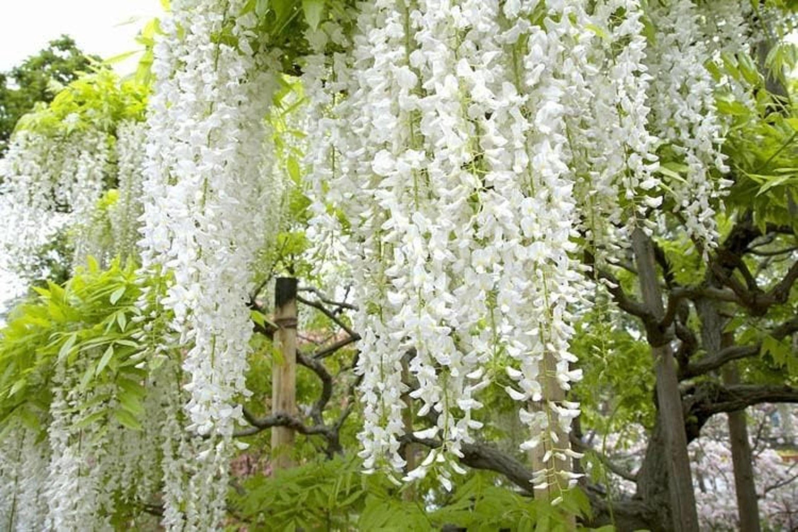 White Wisteria Bonsai Tree Seeds for Planting