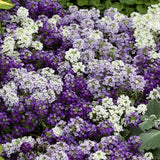 Alyssum Seeds for Planting – Purple & White Sweet Alyssum Flowers