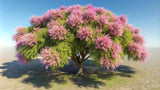 Desert Willow Tree Seeds for Planting
