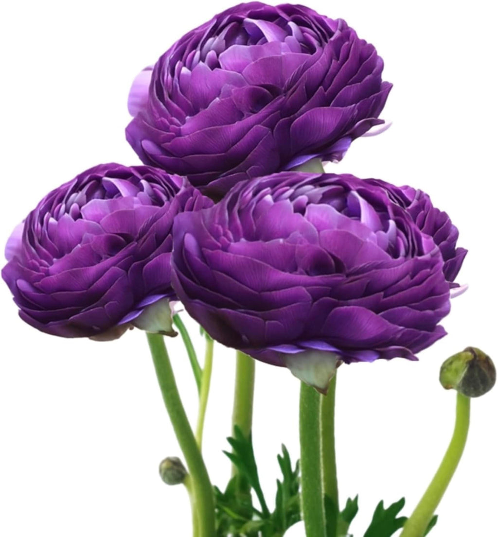 Ranunculus Tecolote Purple Bulbs – Spring Cut Flowers, Easy Grow Garden