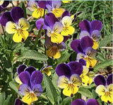 Johnny Jump Up Seeds Classic Childhood Wildflower