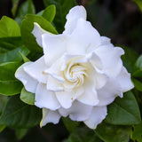Frostproof Cape Jasmine Live Plant – Fragrant Arabian Jasmine Indoor