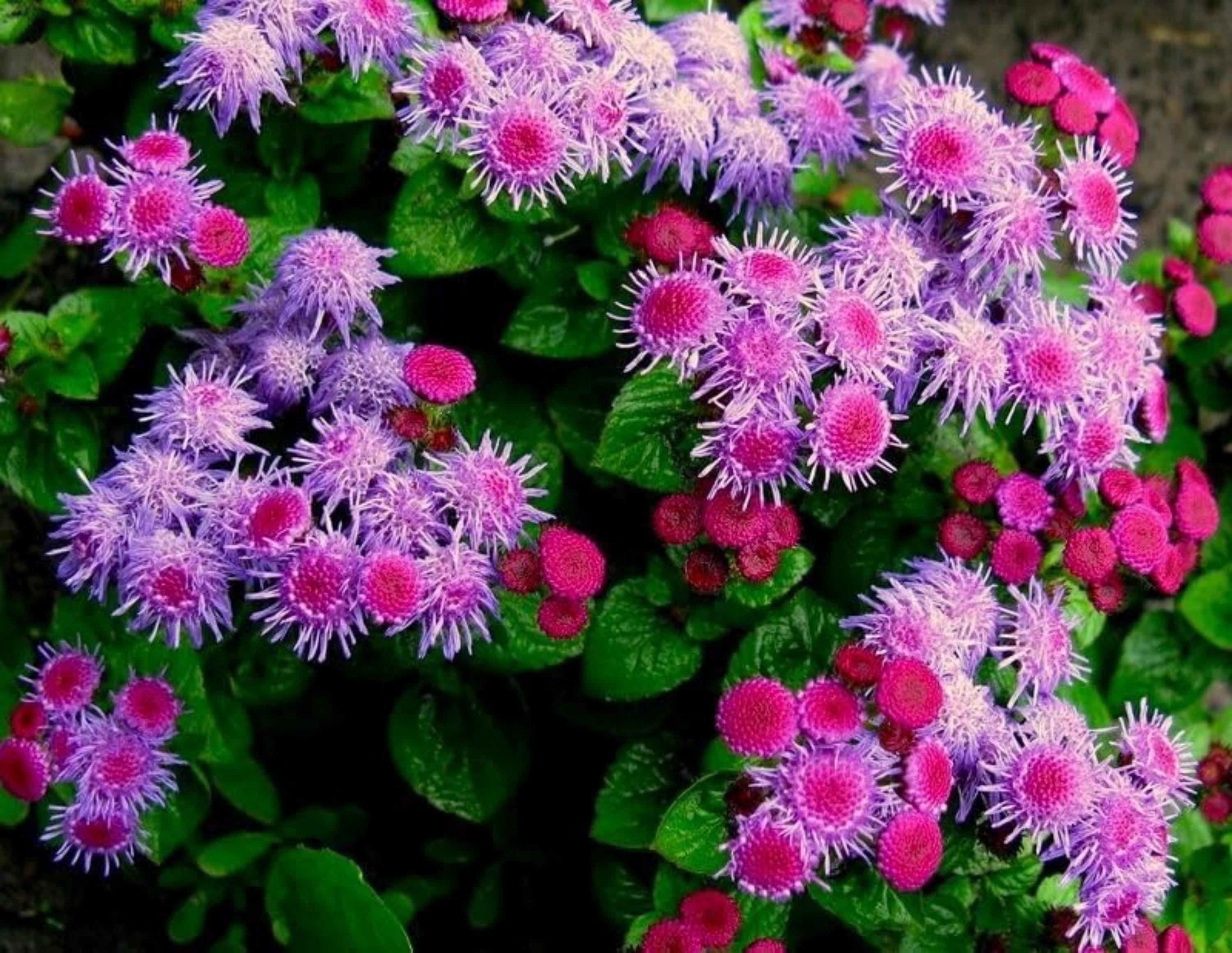 Pink Ageratum Seeds – Floss Flower Non GMO Garden Planting Seeds