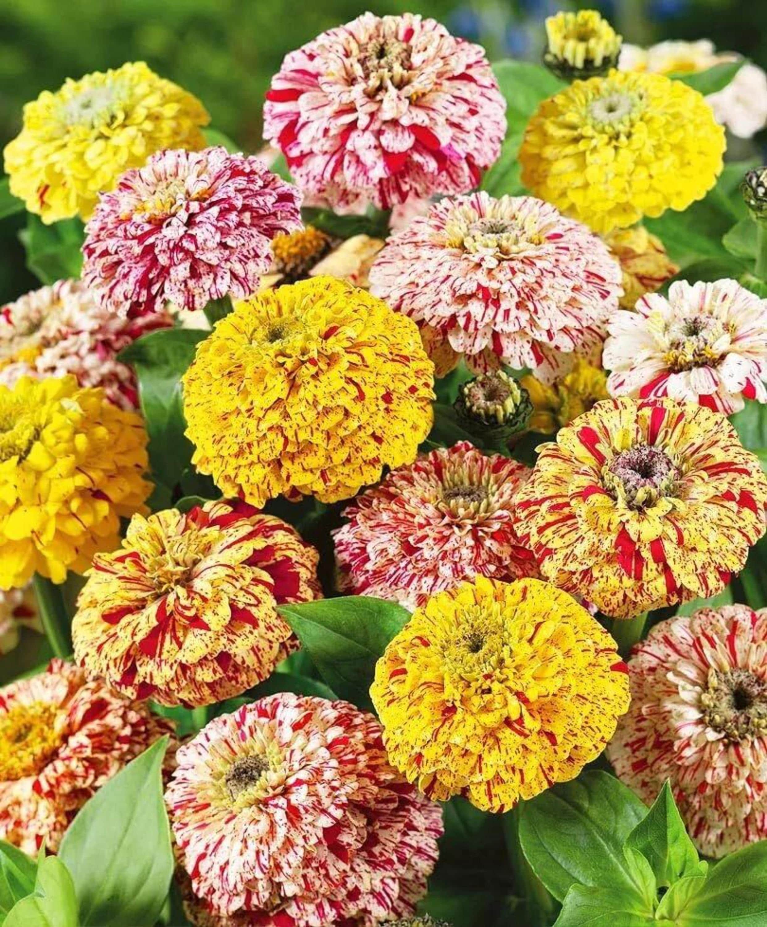 Park Seed Zinnia Flower Seeds – Peppermint Stick Easy Grow Garden