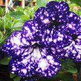 Rare Night Sky Petunia Seeds – Dwarf Wave Petunia Flower Non-GMO Heirloom