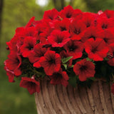 Easy Wave Petunia Red Velour – Trailing Annual Flower Seeds