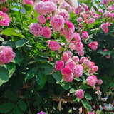 Climbing Pink Rose Seeds – Rare Heirloom Rosa Flower