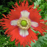 Danish Flag Poppy Seeds – Red & White Heirloom Flowers