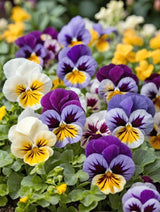 Mixed Frilly Pansy Seeds – Multicolor Flowers for Pots & Gardens
