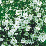 Perennial Baby’s Breath Seeds Gypsophila Heirloom Non-GMO