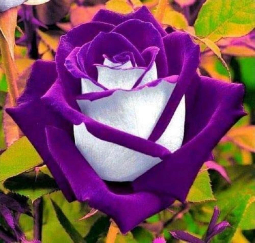 White Purple Rose Seeds Perennial Flower Bush Shrub Roses Easy Grow