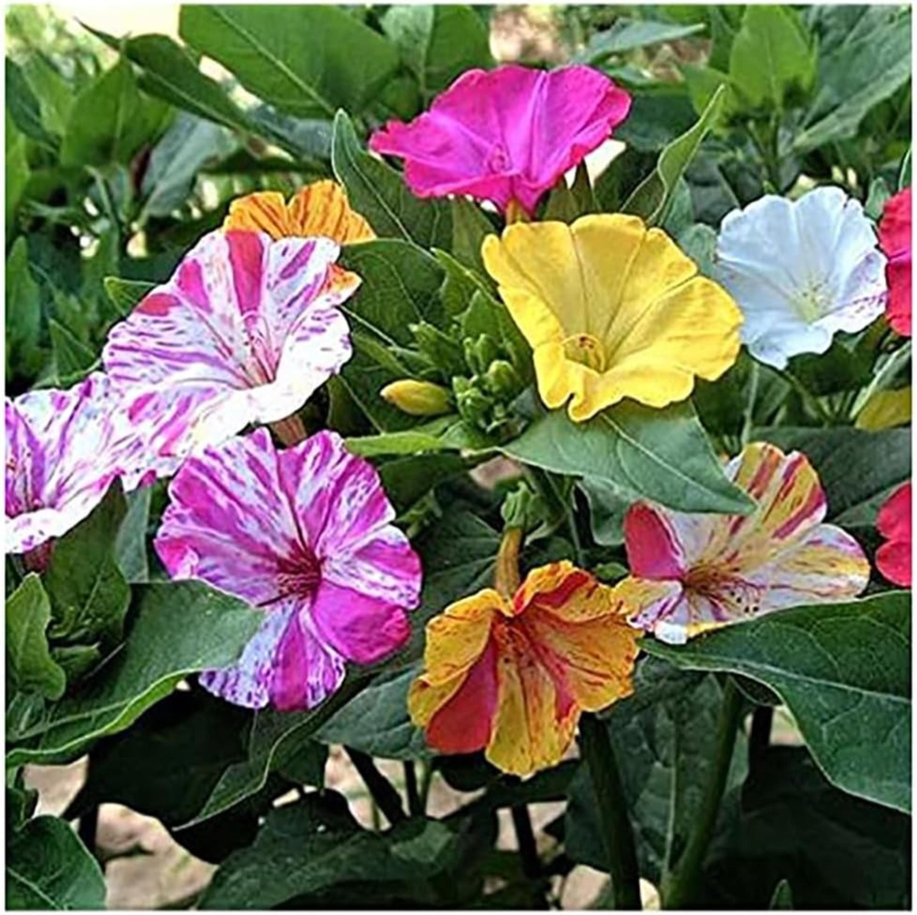 Broken Colors Four O'Clock Seeds | Flower Seeds