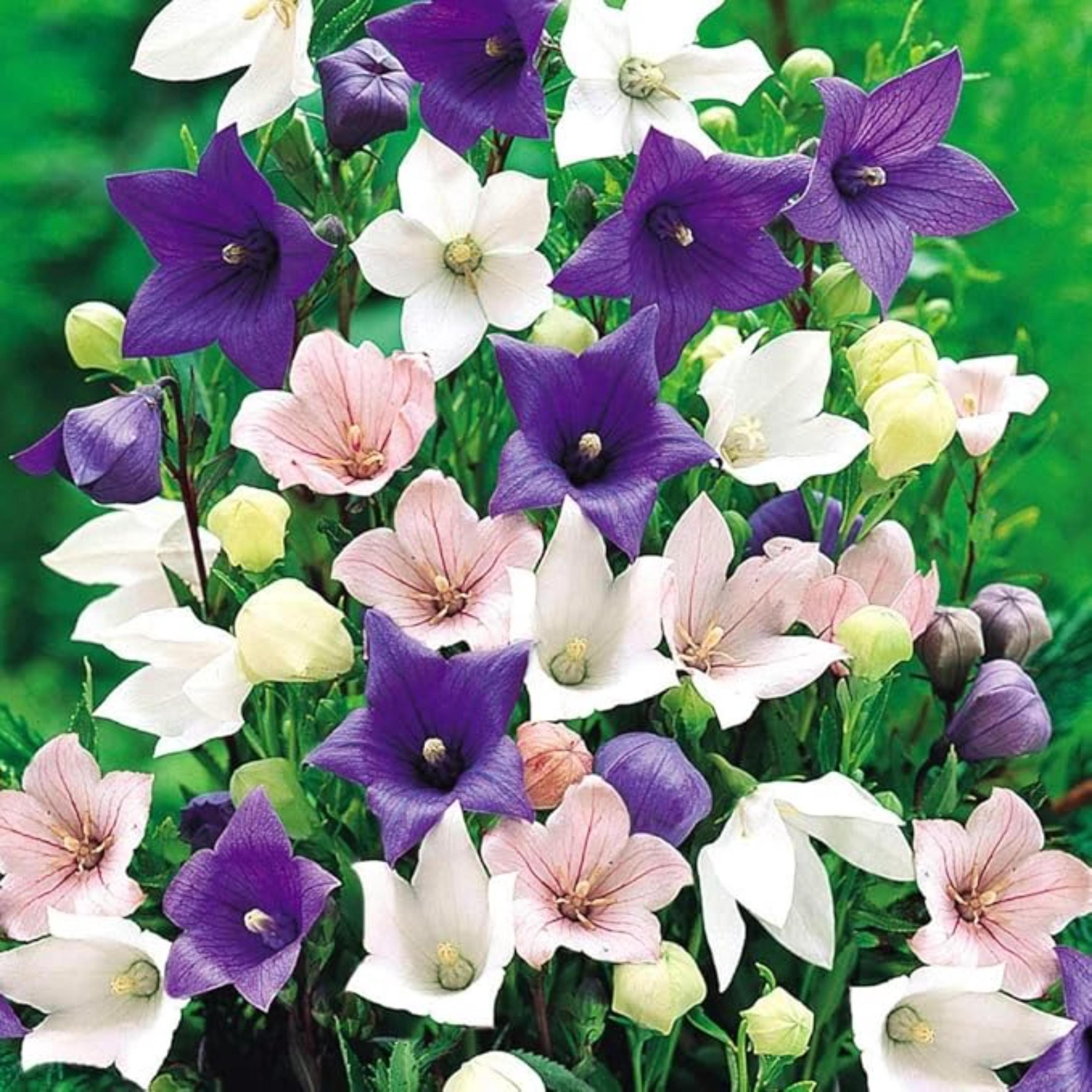 Balloon Flower Mix Seeds – Platycodon Perennial Garden Flowers