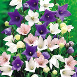 Balloon Flower Mix Seeds – Platycodon Perennial Garden Flowers