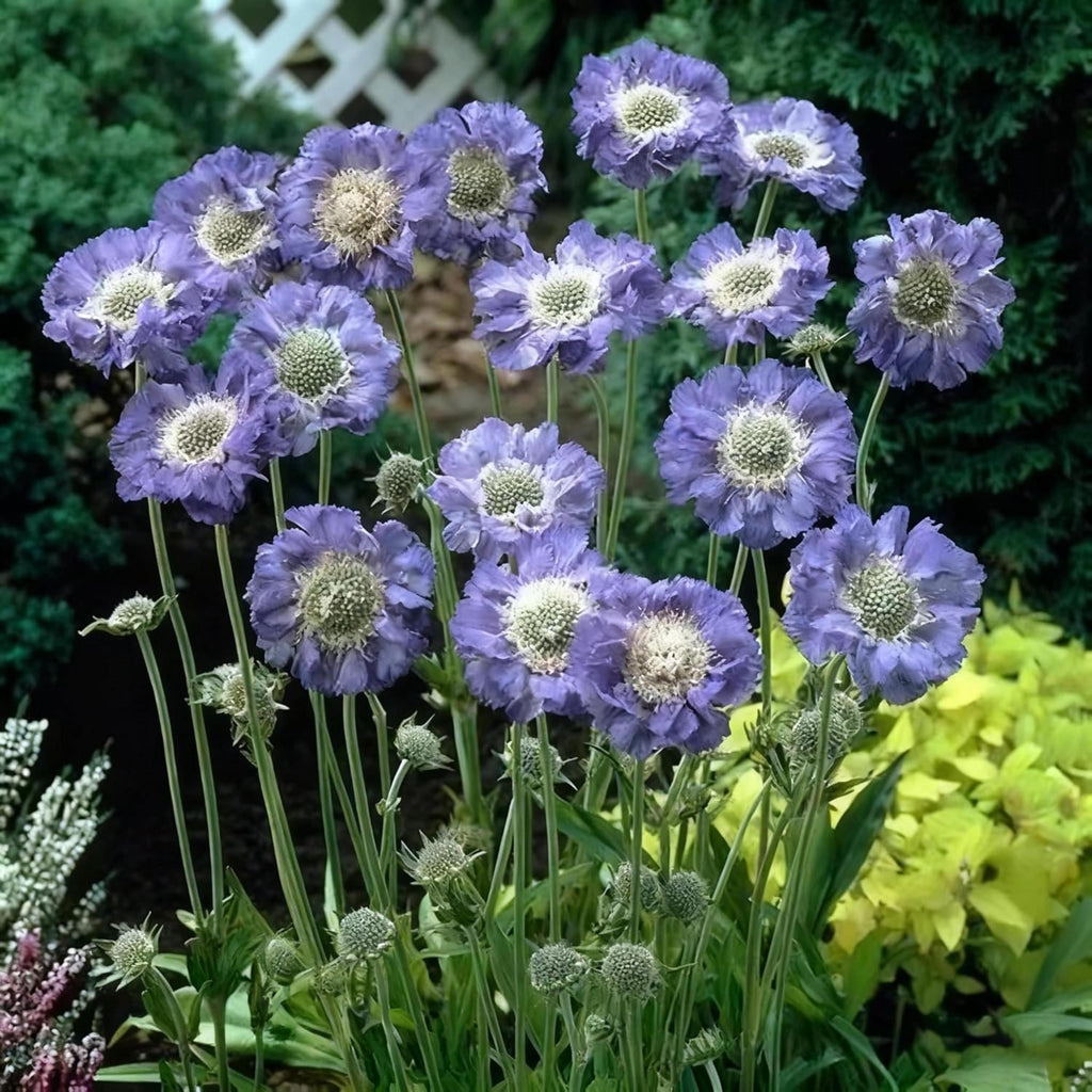 Scabiosa Flower Seeds Mixed Colors | Heirloom Pincushion Perennial