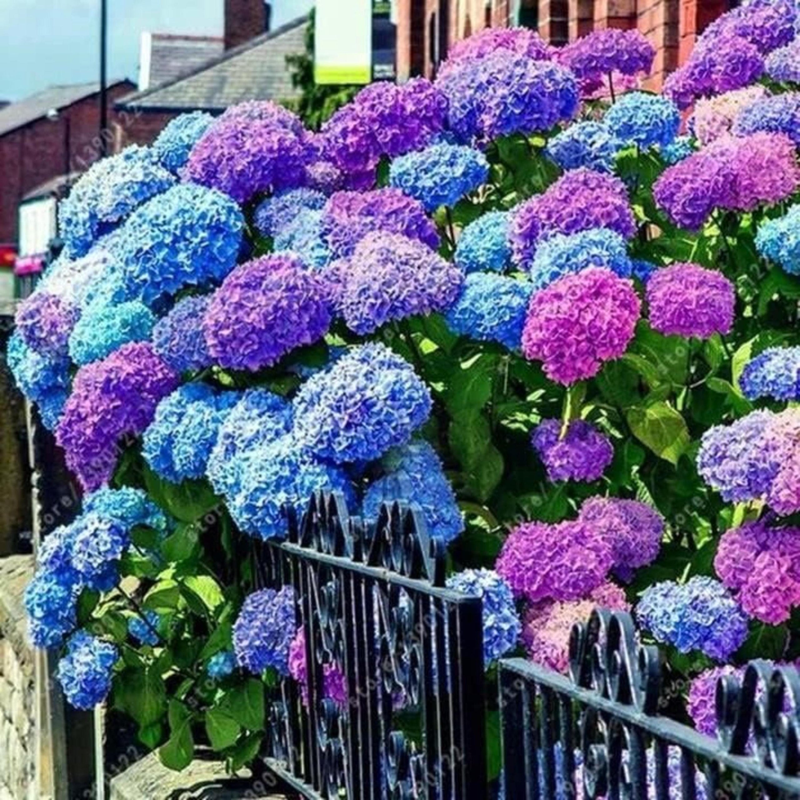 Blue Pink Purple Hydrangea Seeds – Easy Grow Perennial Flowers