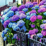 Blue Pink Purple Hydrangea Seeds – Easy Grow Perennial Flowers