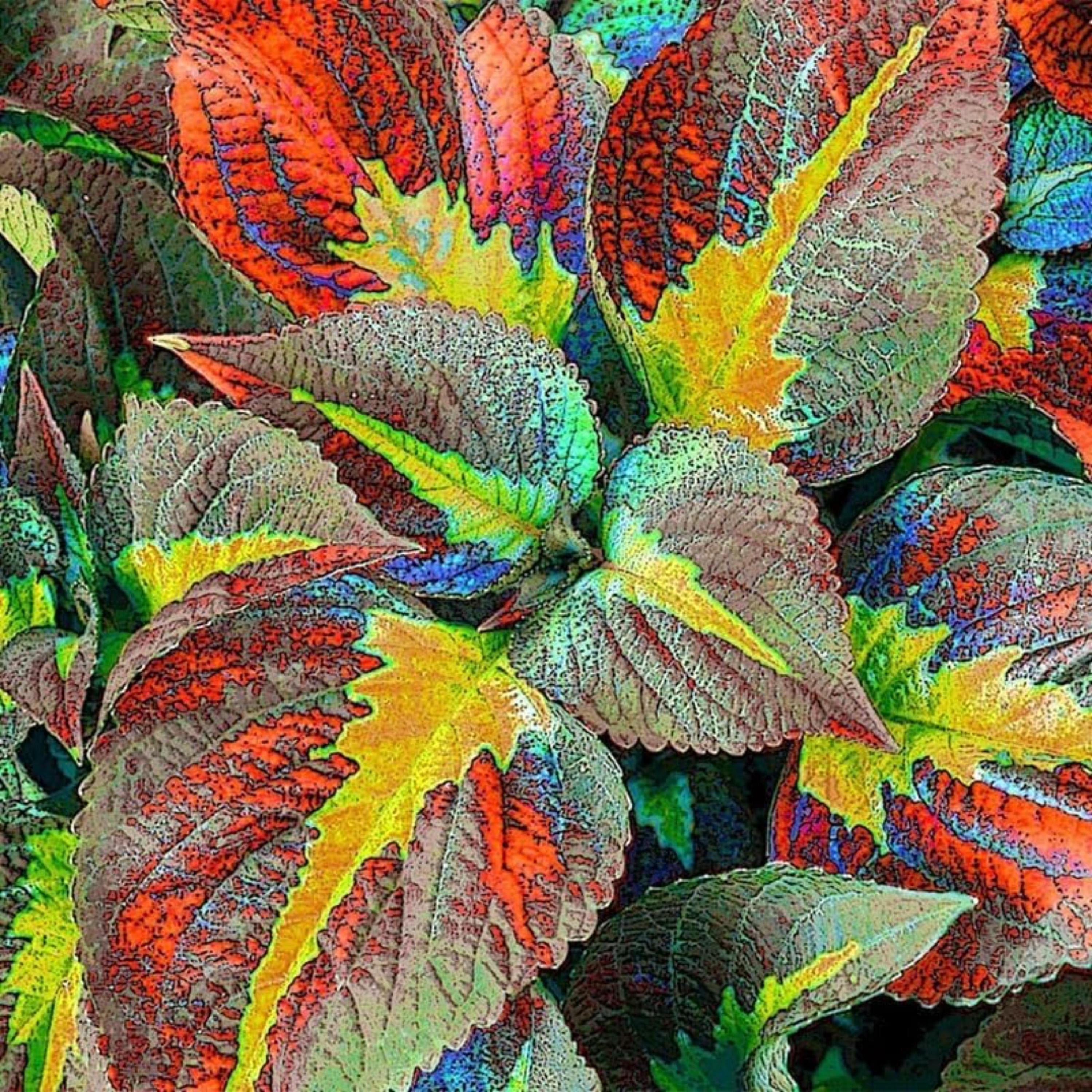 Coleus Seeds  Mixed Heirloom  Non-GMO Rainbow Garden & Indoor Plants