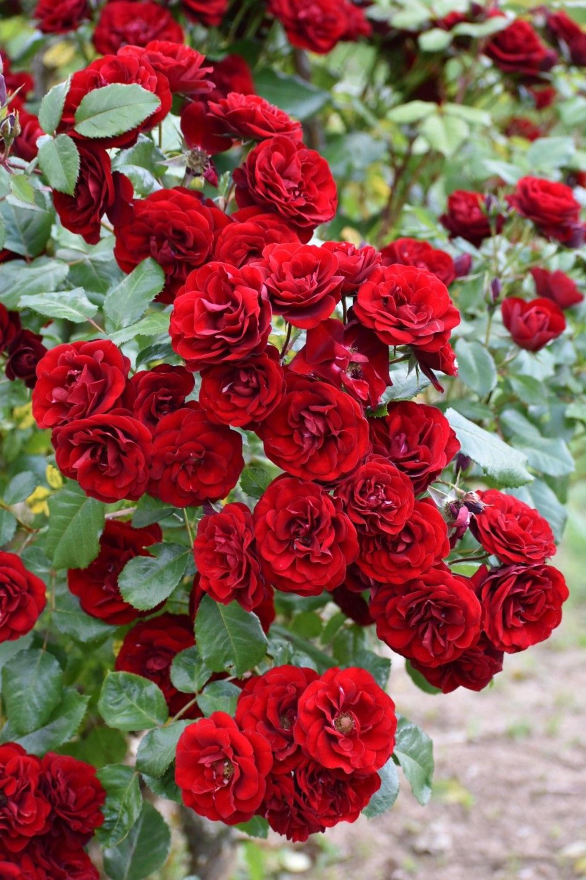 Climbing Rose Bush Seeds – Perennial Vine Flowers for Trellis Garden